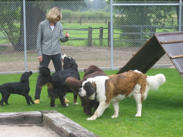 Hund im Hundeparadies Hundepension Wesel Hund im Hundeparadies Hundepension Wesel