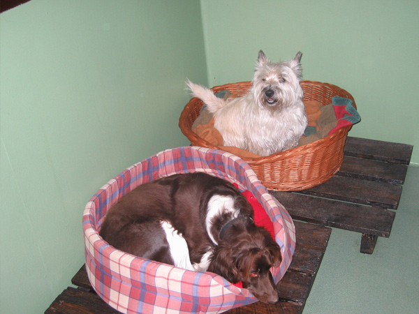 Hund im Hundeparadies Hundepension Wesel Hund im Hundeparadies Hundepension Wesel