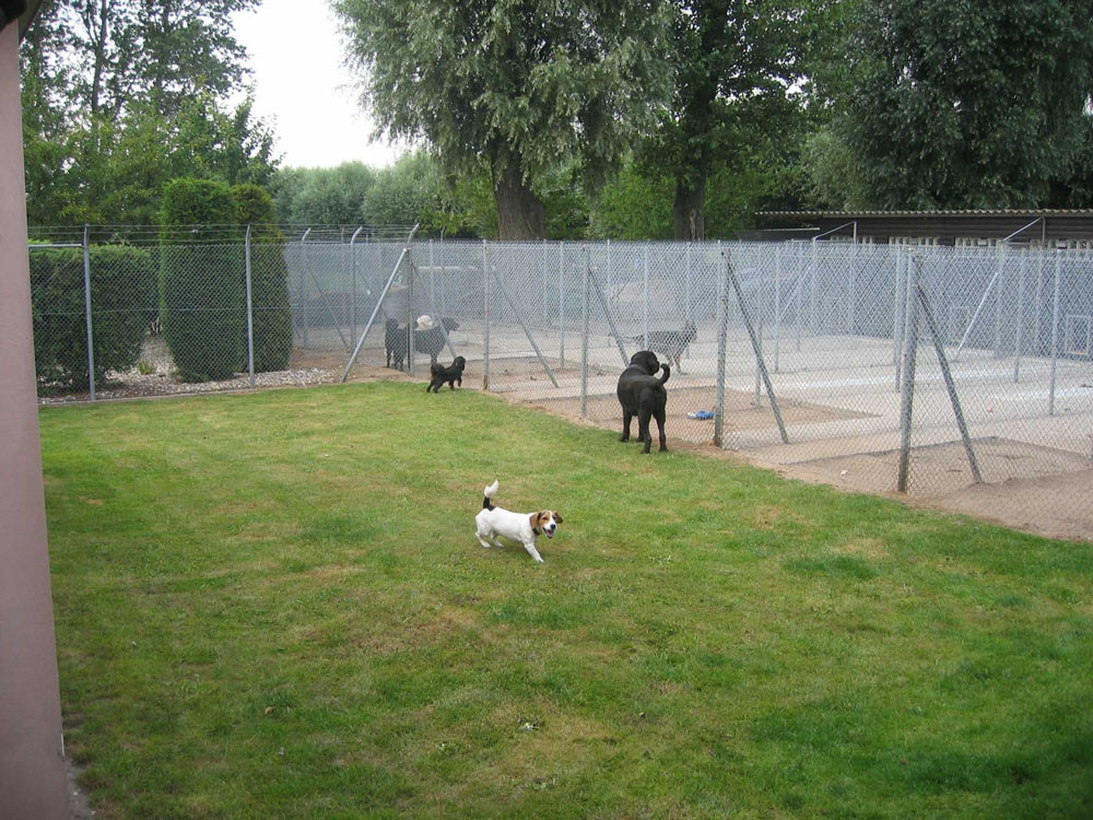 Hundewiese im Hundeparadies Hundepension Wesel Hundewiese im Hundeparadies Hundepension Wesel