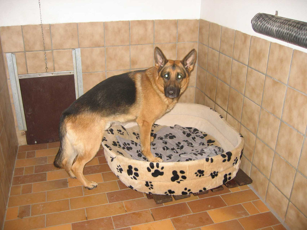Hund im Korb im Hundeparadies Hundepension Wesel Hund im Korb im Hundeparadies Hundepension Wesel